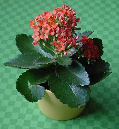 Florist’s Kalanchoe
